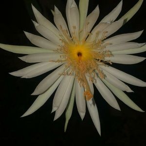 Meet your Posher, Margarita